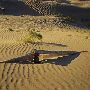 Little Sahara Sand Dunes