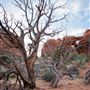 Arches National Park