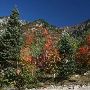 Little Cottonwood Canyon- Autumn