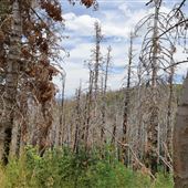 Mountain of Burnt Trees at Nebo Loop