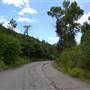 Pinecrest