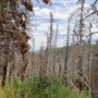 Mountain of Burnt Trees at Nebo Loop
