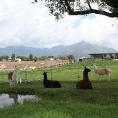 Pear Tree Llama Ranch