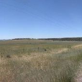 Springdale Field