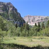 Aspen Grove