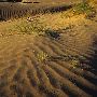 Little Sahara Sand Dunes