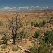 Mojave Desert / Joshua Tree Scenic Byway