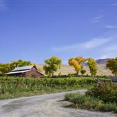 Mt. Naomi Farms