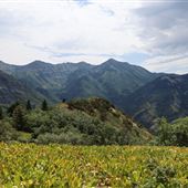 Buffalo Peak Trail