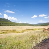 Cart Creek Meadow