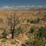Mojave Desert / Joshua Tree Scenic Byway
