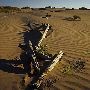 Little Sahara Sand Dunes