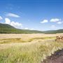 Cart Creek Meadow
