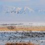 Promontory Point- Winter
