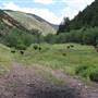 Center Canyon