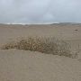 Little Sahara Sand Dunes