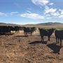 Thousand Peaks Ranch - Summer
