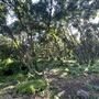 Ivy Maple Forest