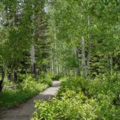 Spruces Campground