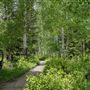 Spruces Campground