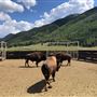 Thousand Peaks Ranch - Summer