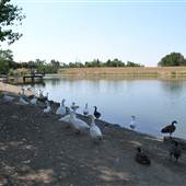Farmington Pond