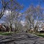 Michigan Avenue Neighborhood
