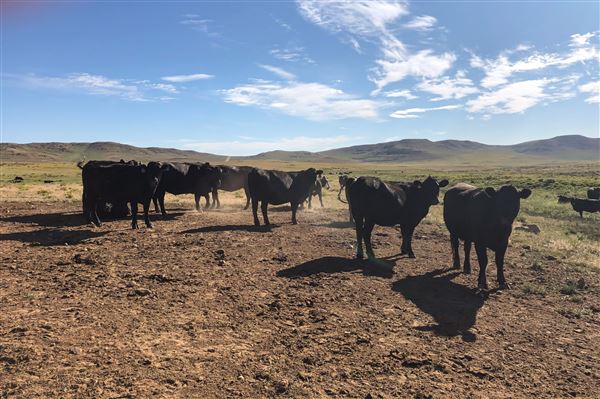 Thousand Peaks Ranch - Summer (8/7/2024)