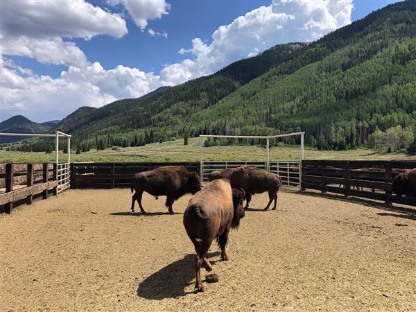 Thousand Peaks Ranch - Summer (8/7/2024)